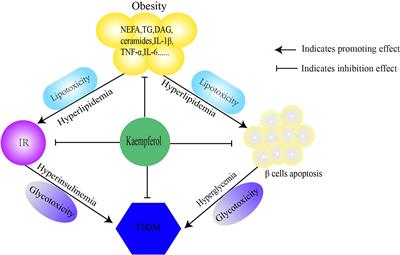 Mechanisms of Kaempferol in the treatment of diabetes: A comprehensive and latest review